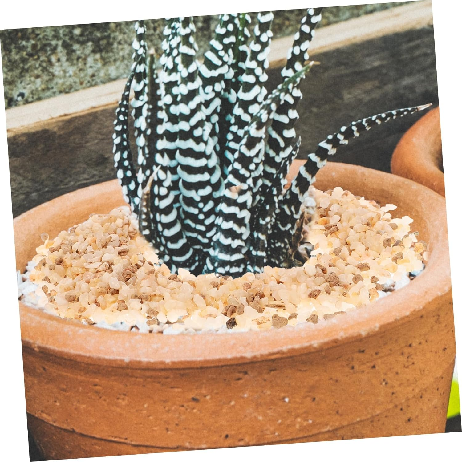 KONTONTY Pumice Stone Mix for Succulents Decorative Rocks Pebbles for Pots for Bonsai Bonsai Stones and Plant Display image number 2