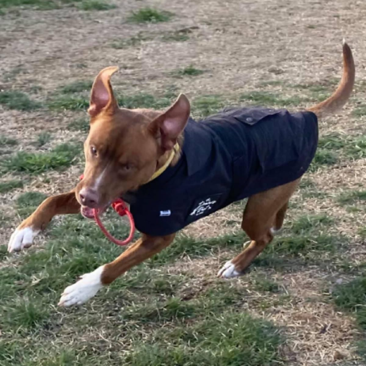 DROVERS Dog and Co Oilskin Coat. Waterproof, Windproof Dog Winter Jacket with Fleece Lining Adjustable Tummy Strap, Two Pockets for Adventure Ready Pets. (35Cm) image number 2