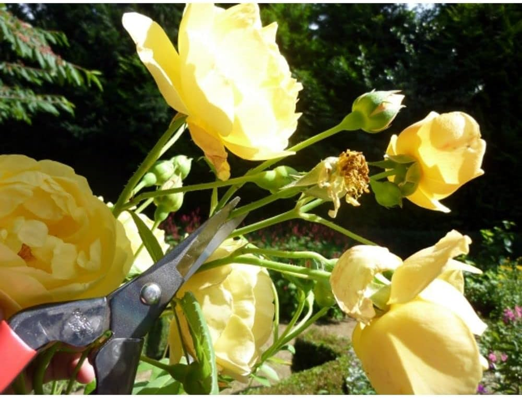 Okatsune No. 304 Bud Cutting Shears, Boxed image number 2