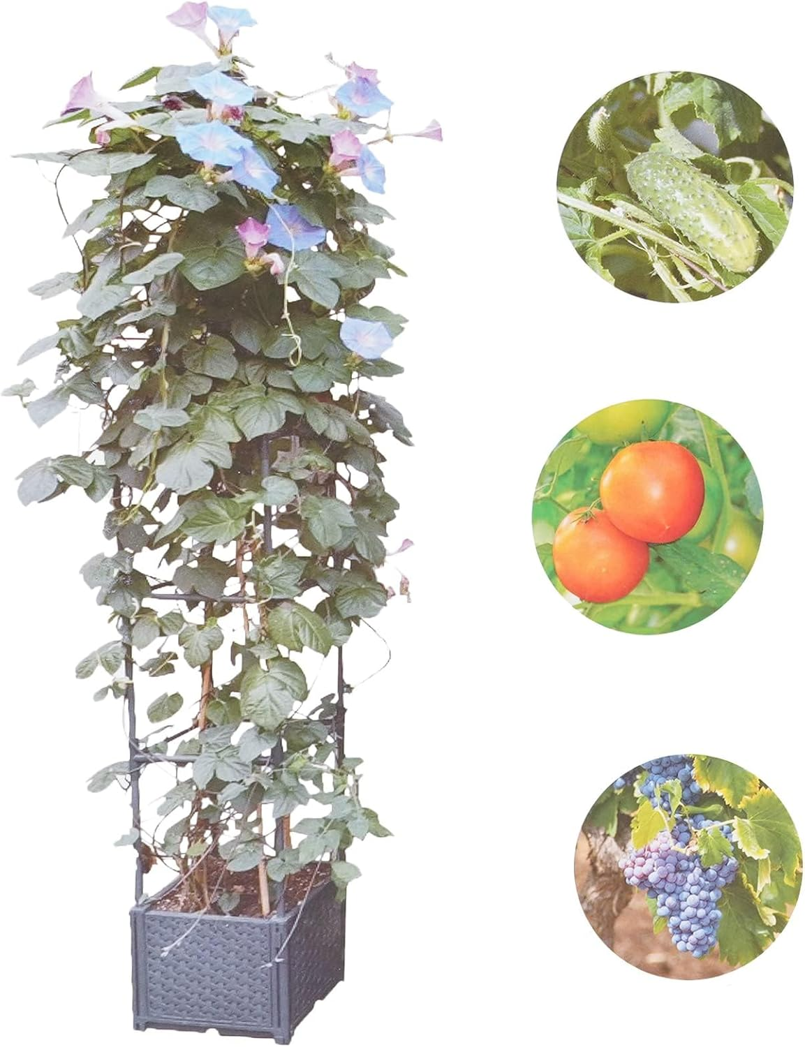 Raised Garden Bed Planter Boxes with Trellis for Climbing Vegetables Plants Tomatoes Planters Self-Waterinng Outdoor Tomato Cage W/Wheels image number 2