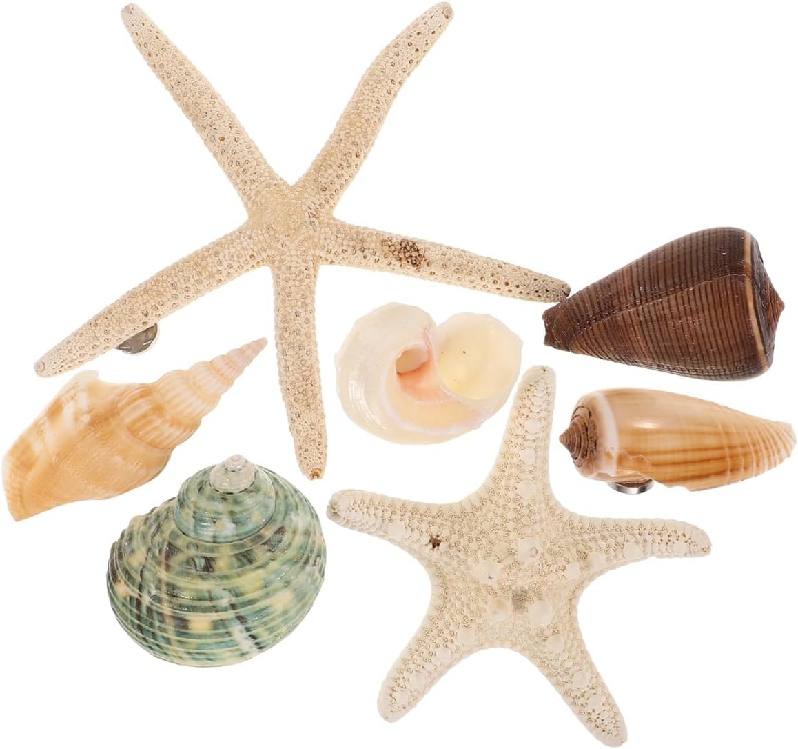 STOBOK 7PCS Shell Magnets Refrigerator Magnets Decorative Fridge Magnets Seashells Oysters Magnetic Decals for Home Kitchen Office, Random Style image number 6