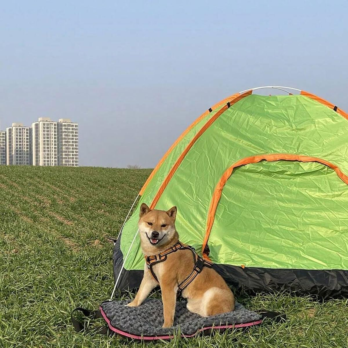 AIMALL Portable Waterproof Dog Mat &ndash; Foldable Pet Bed with Zipper, Outdoor Travel Cushion for Cats & Dogs, Teflon Fabric, Easy to Carry & Clean - Blue image number 5