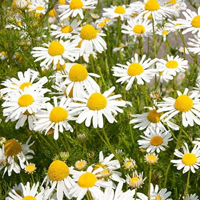 NEAL'S YARD REMEDIES Herbal Citrus Hand Wash Gift Set image number 3