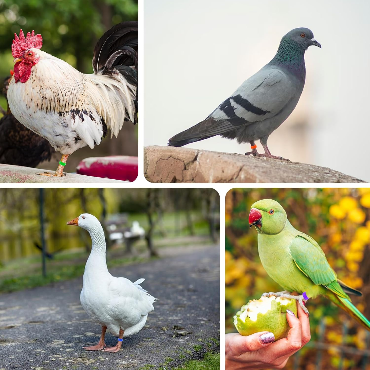 Chicken Leg Bands, 100 Pcs Chicken Leg Rings Identification Band 10 Colors Chick Tags for Legs Poultry Foot Rings Legs Bands for Poultry Identification (16Mm) image number 3