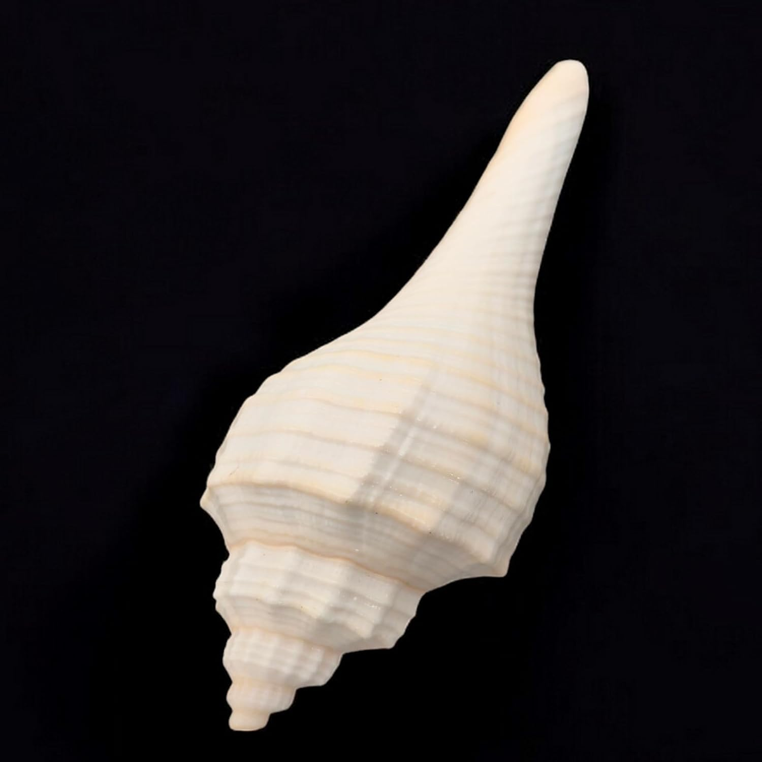 Decorative Shankh 2 Inch (Set of 2) &ndash; Auspicious Conch Shells for Pooja, Vastu, and Home Decor | Hindu Ritual Shankh for Mandir, Spiritual Gift, Temple Decoration, and Positive Energy image number 5