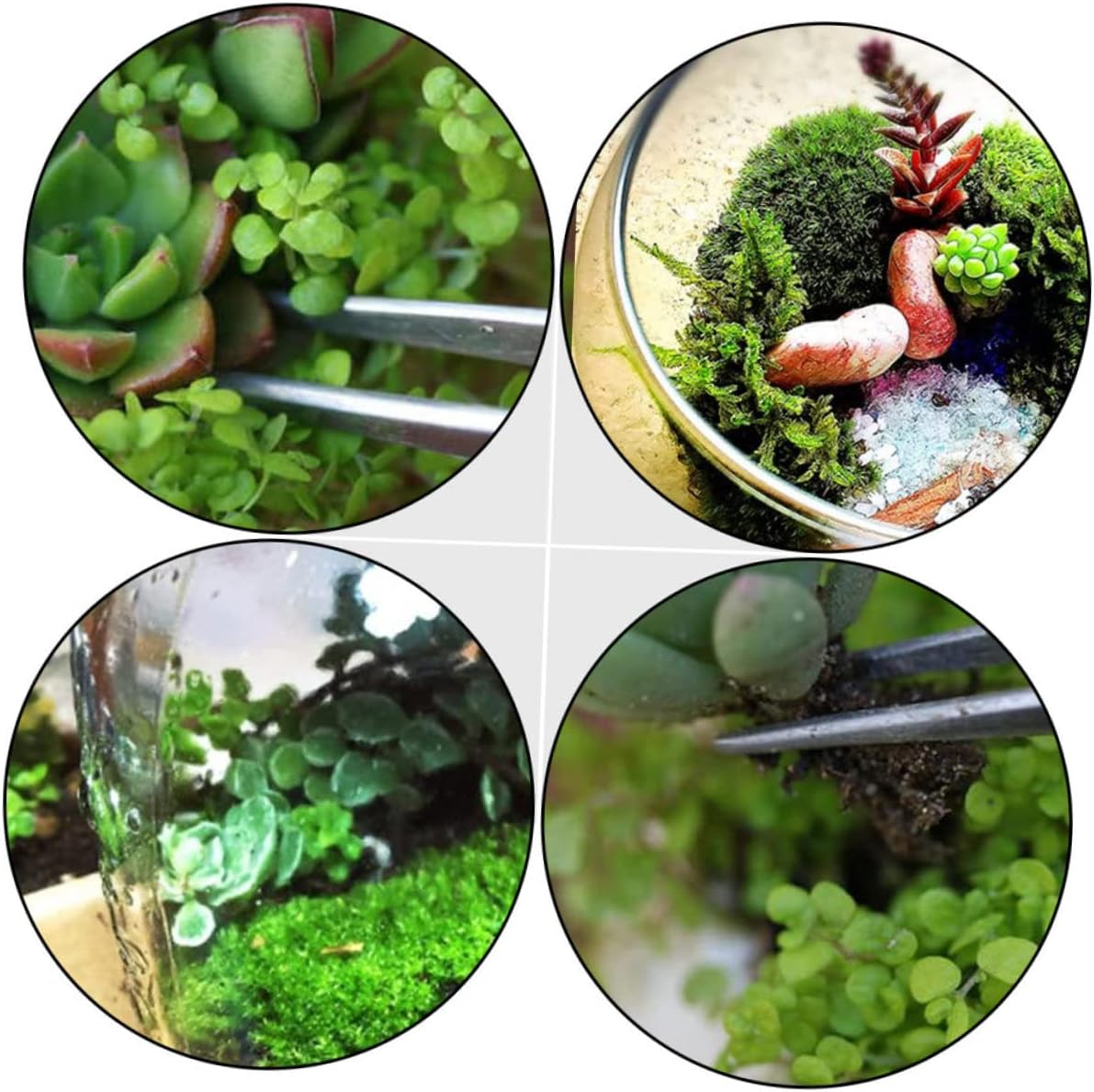 ARTIBETTER 6Pcs 304 Stainless Steel Tweezers Set for Gardening Succulent Bonsai Thickened Straight and Curved Tips, Sturdy Garden Hand Tools for Plant Care and Transplanting