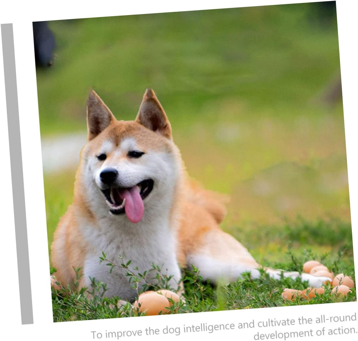 12Pcs Interactive Dog Egg Toys Bite-Resistant Wear-Resistant Puppy Toys for Pets Durable Dog Supplies for Play and Training image number 5