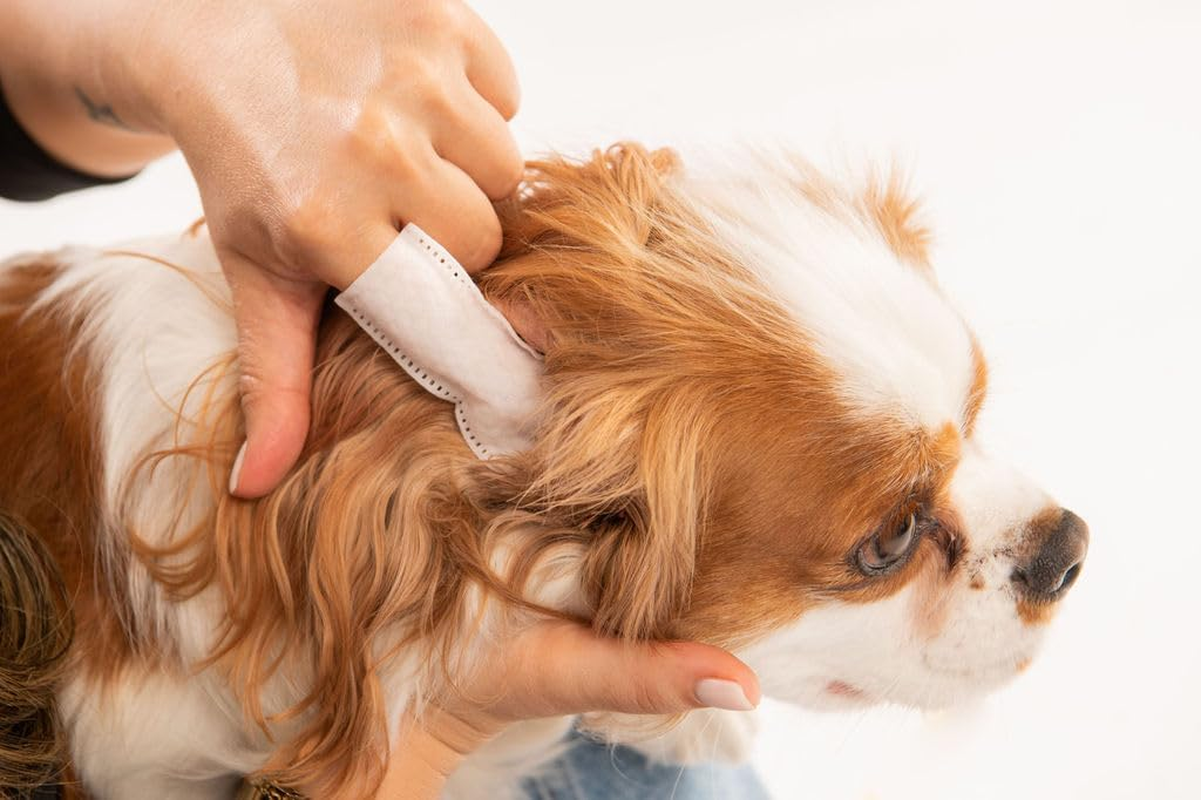 Pa & Paws Pet Ear Finger Wipes &ndash; 50Pcs | Gentle Ear Cleaner for Dogs & Cats | Aloe Vera & Chamomile | Alcohol-Free Pet Ear Cleaning Pads image number 1