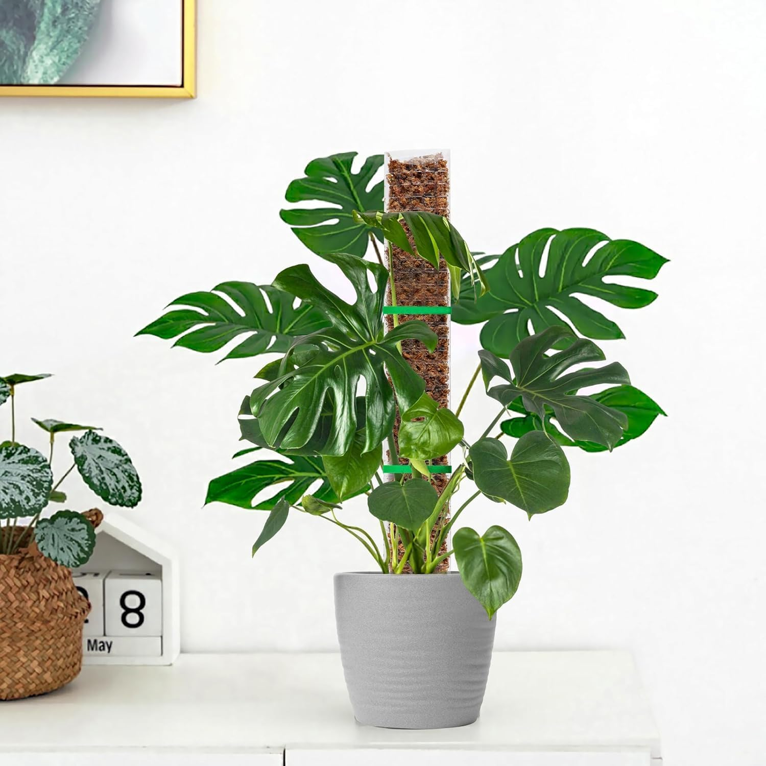 4 PCS 24 Inch Plastic Moss Pole for Monstera & Climbing Plants, Sphagnum Moss Plant Support, Indoor Plant Stake For, Stackable Plant Support for Indoor Plants, with Ribbon Strong and Durabl image number 5