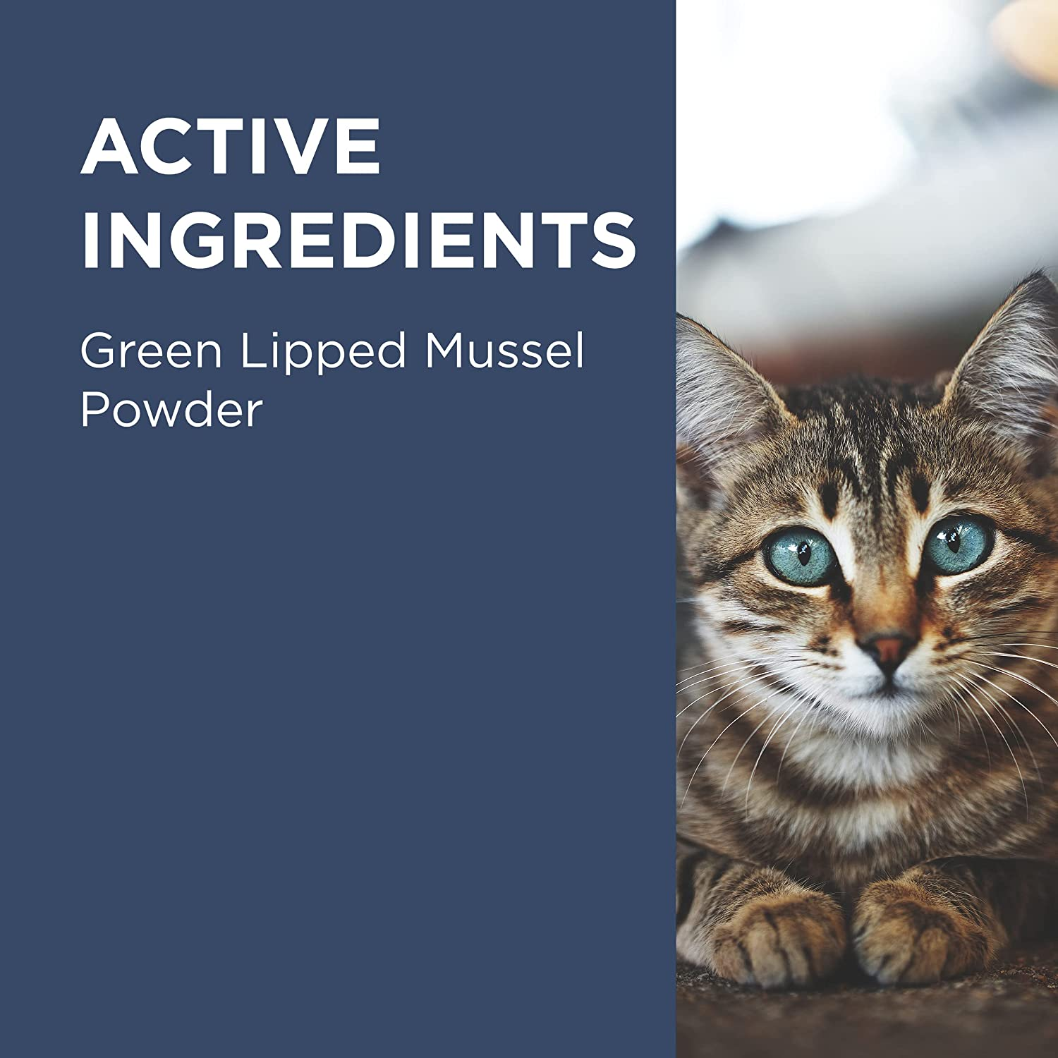 PAW by Blackmores Osteosupport&reg; Joint Care Powder for Cats | Provides Relief of Arthritic Symptoms | 60 Capsules image number 3