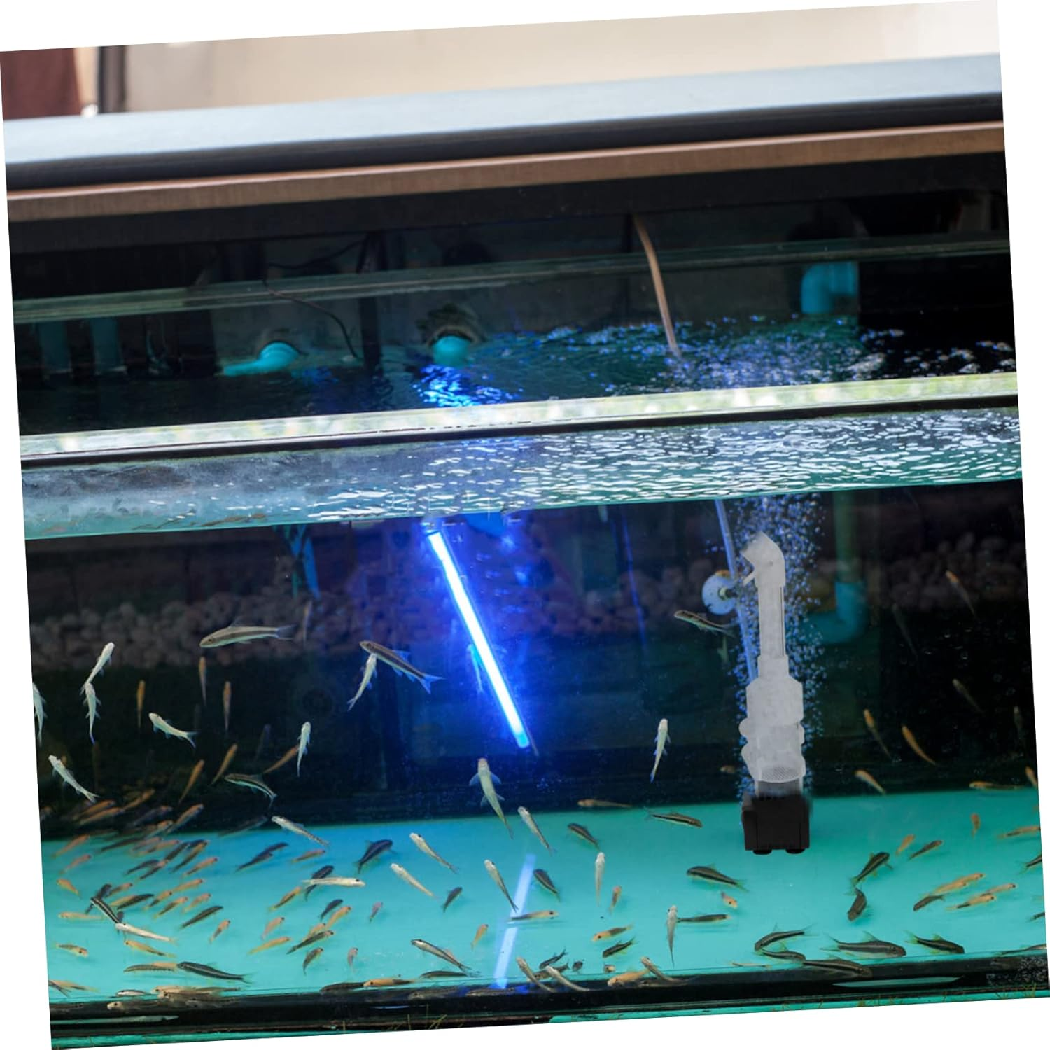 BUGUUYO Fish Hatchery Incubator 2Pcs 50Mm Egg Tumbler for Aquarium Cichlids Breeding Mouth-Brooding Fish Tank Accessories Suitable for Aquatic Pets and Random Color image number 1