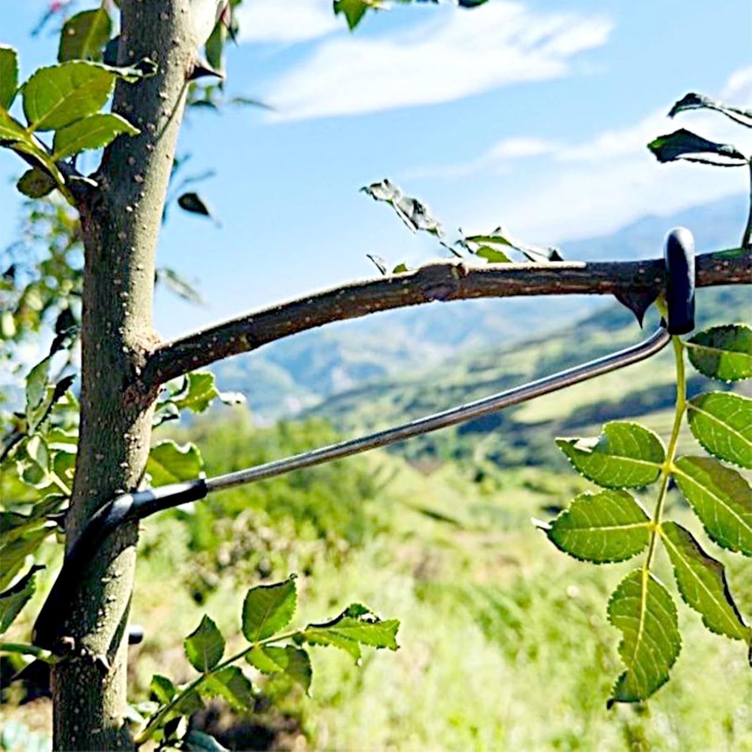 Fruit Tree Branch Spreader 20PCS Fruit Trees Limb Spreader Versatile Durable Solution for Tree Support Branches Extension (7 Inches) image number 4