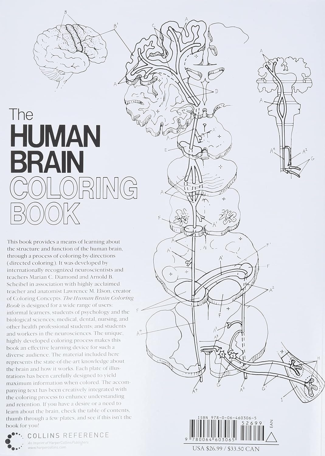 Human Brain Coloring Book image number 3