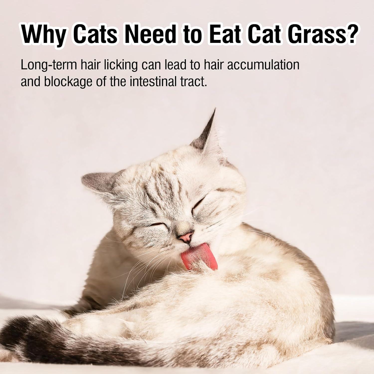 Glopawear Cat Grass Treats with Freeze Drying Cat Grass Egg Yolk Chicken Floss, Cat Snacks, Helps Cats Discharge Hairballs, Reduces Gastrointestinal Buildup 2.3Oz/63G image number 5