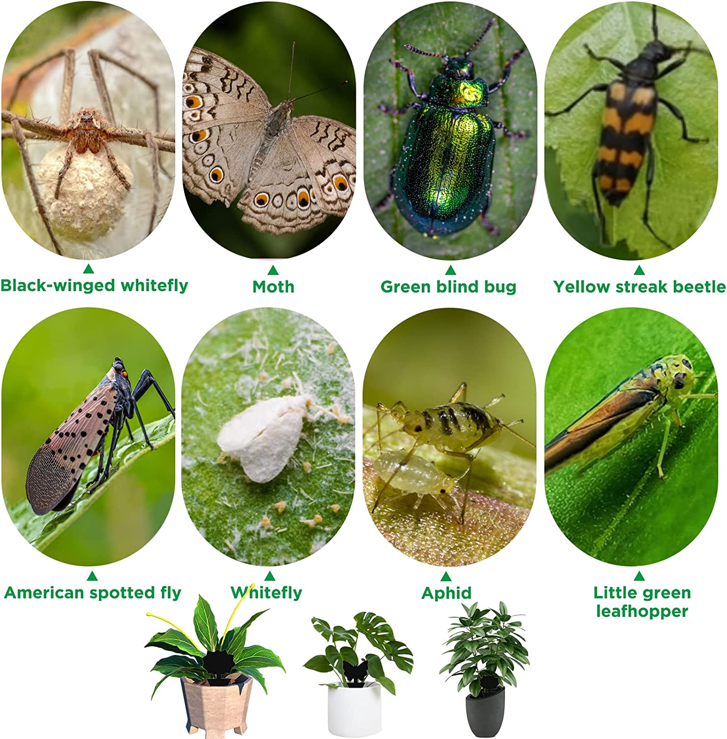 50 Pack Sticky Traps Fruit Fly Fungus Gnat Trap Killer, Joogee Yellow Dual Sided Gnat Trap, Disposable Insect Catcher Sticky Board,Non-Toxic and Odorless,For Mosquitoes, Houseplant, Garden image number 1