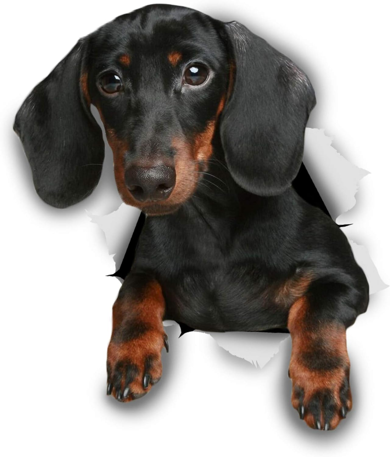 Winston & Bear Dachshund Wall Decals - 2 Pack - Sausage Dog Toilet Sticker - 3D Wiener Dog Car Sticker - Dachshund Lover Gift Pack