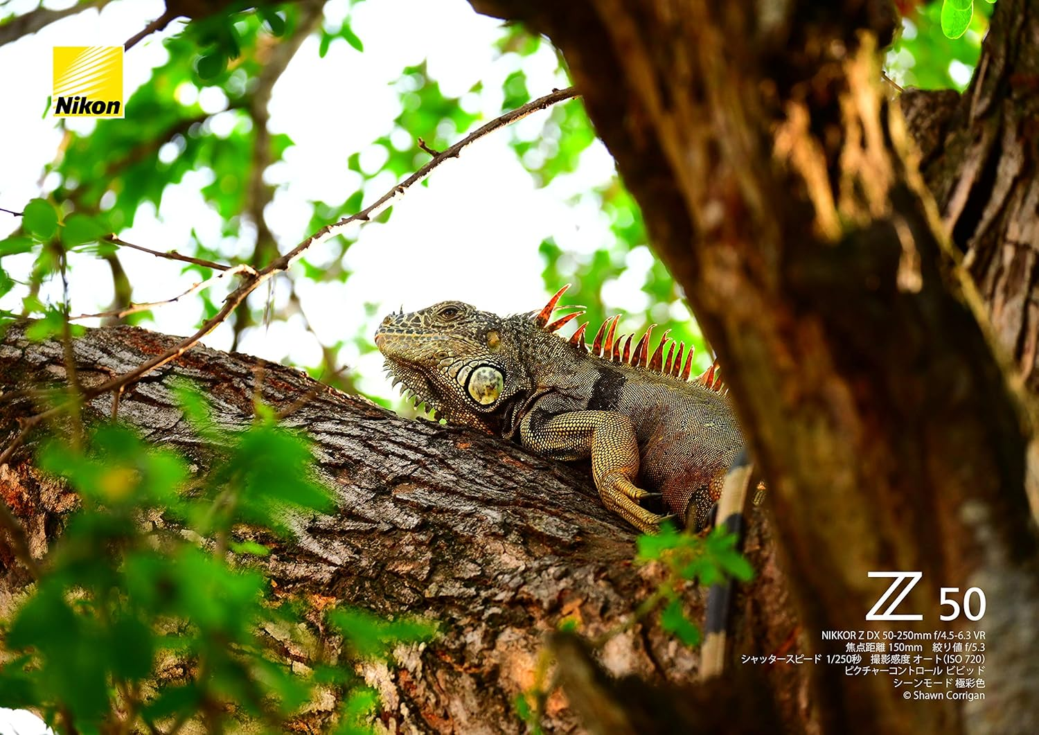 Nikon NIKKOR Z DX 50-250Mm F/4.5-6.3 VR Lens image number 1