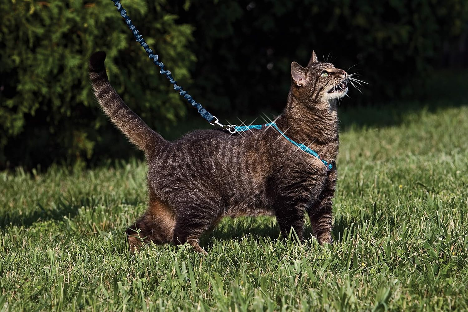 Petsafe Come with Me Kitty Glitter Harness and Bungee Cat Leash, Large image number 2