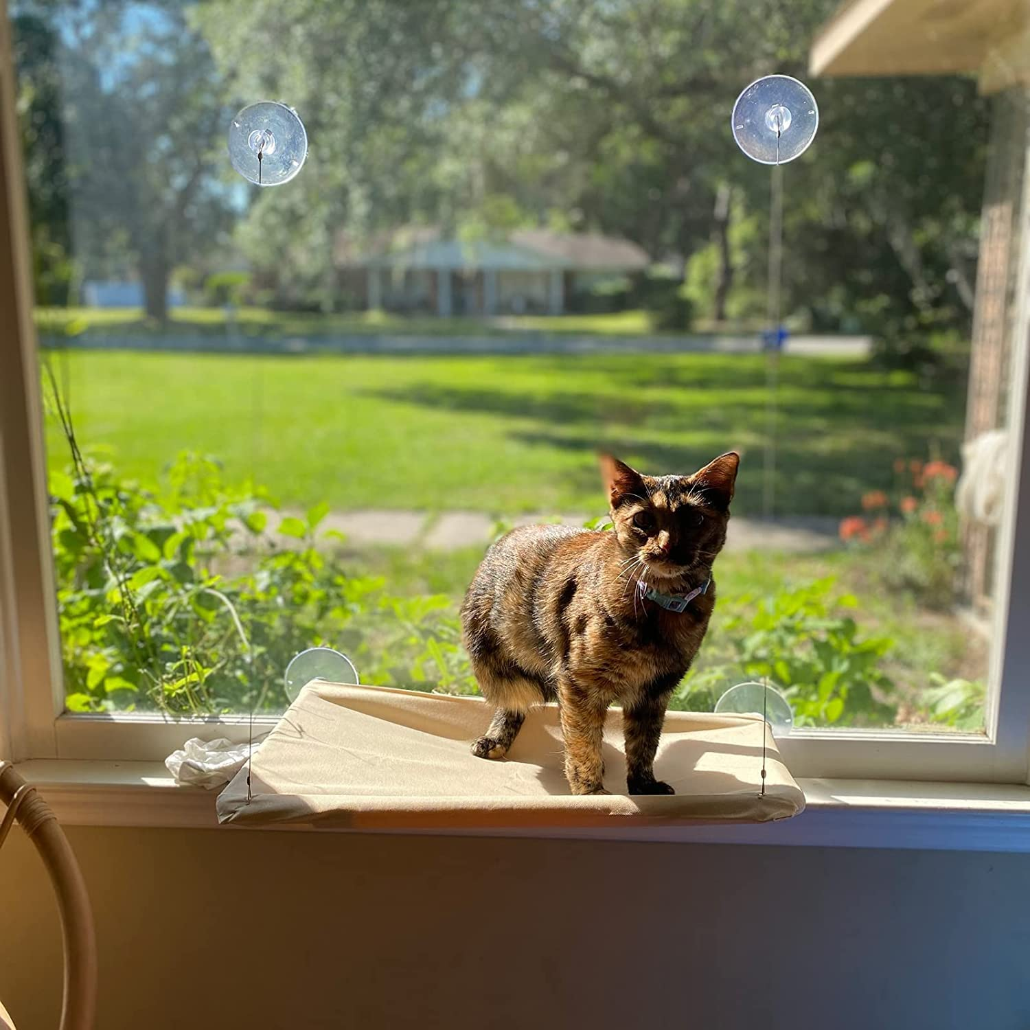 Cat Window Perch Hammock Seat - Large Cat Hammocks Bed for Indoor Cats Resting Seat Safety, Heavy Duty Suction Cups Breathable Washable Mesh Durable Frame image number 5