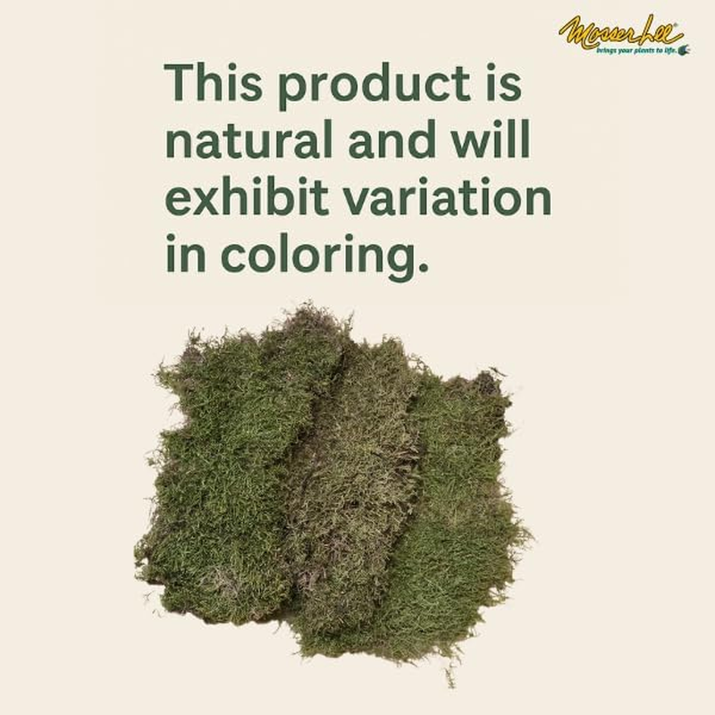 Mosser Lee ML0460 Natural Green Sheet Moss, 325 Sq. In. image number 1