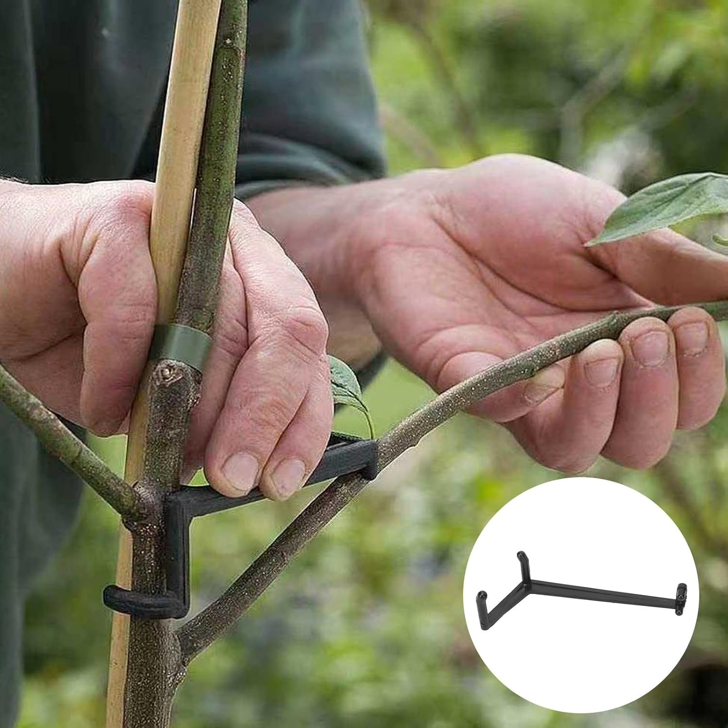 Eulbevoli 20Pcs Fruit Branch Spreader, Pressureresistant High Hardness Plastic Tree Branch Limbspreader, Appletress Branches Support, Branch Bend for Gardening Black image number 6