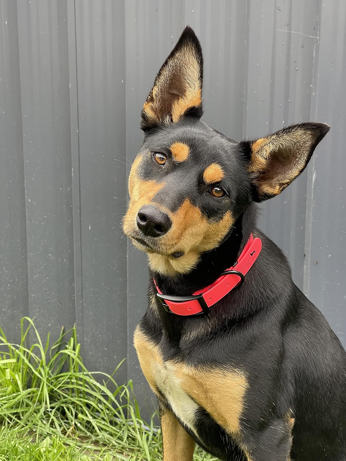 DROVERS Dog and Co Super Tuff Dog Collars- Stink Proof - Pink- Easy Clean (Medium) image number 3