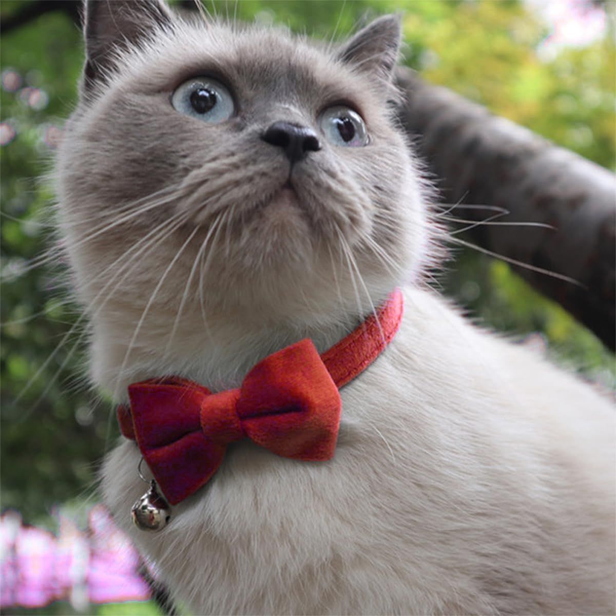 LEEQ Velvet Cat Collar with Bell and Bow Tie, with Safety Clasp, Adjustable, for Small Puppies, Safety Bow Tie, Plain for Weddings, Basic Colour, Cat Bow Tie