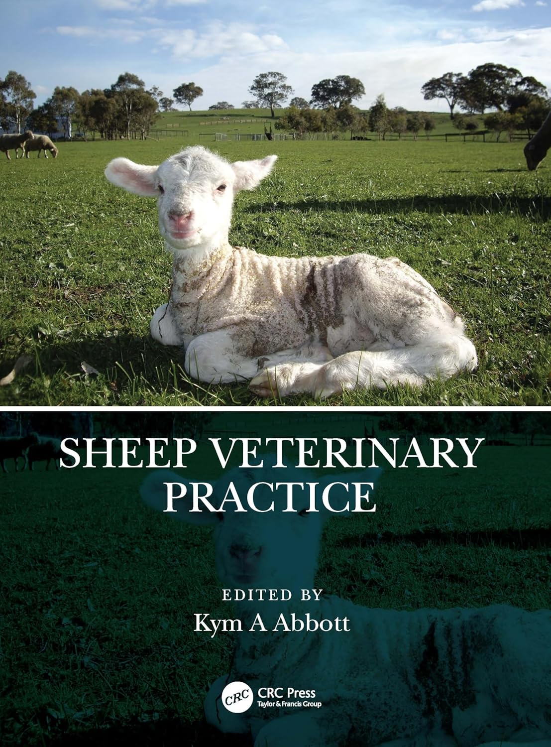 Sheep Veterinary Practice image number 1