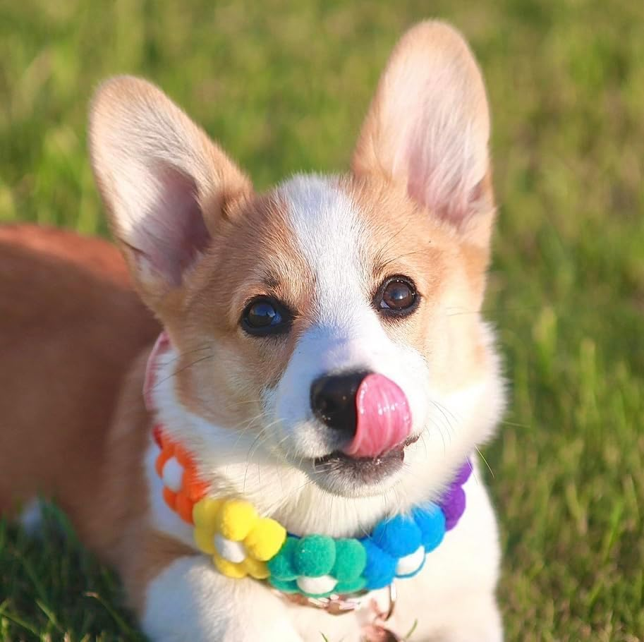 6 Color Matching Dog Collars Adjustable Pet Rainbow Flower Collar Accessories Suitable for Small Medium Large Dog Holiday Decoration Ideal (Multiple Colors, L)