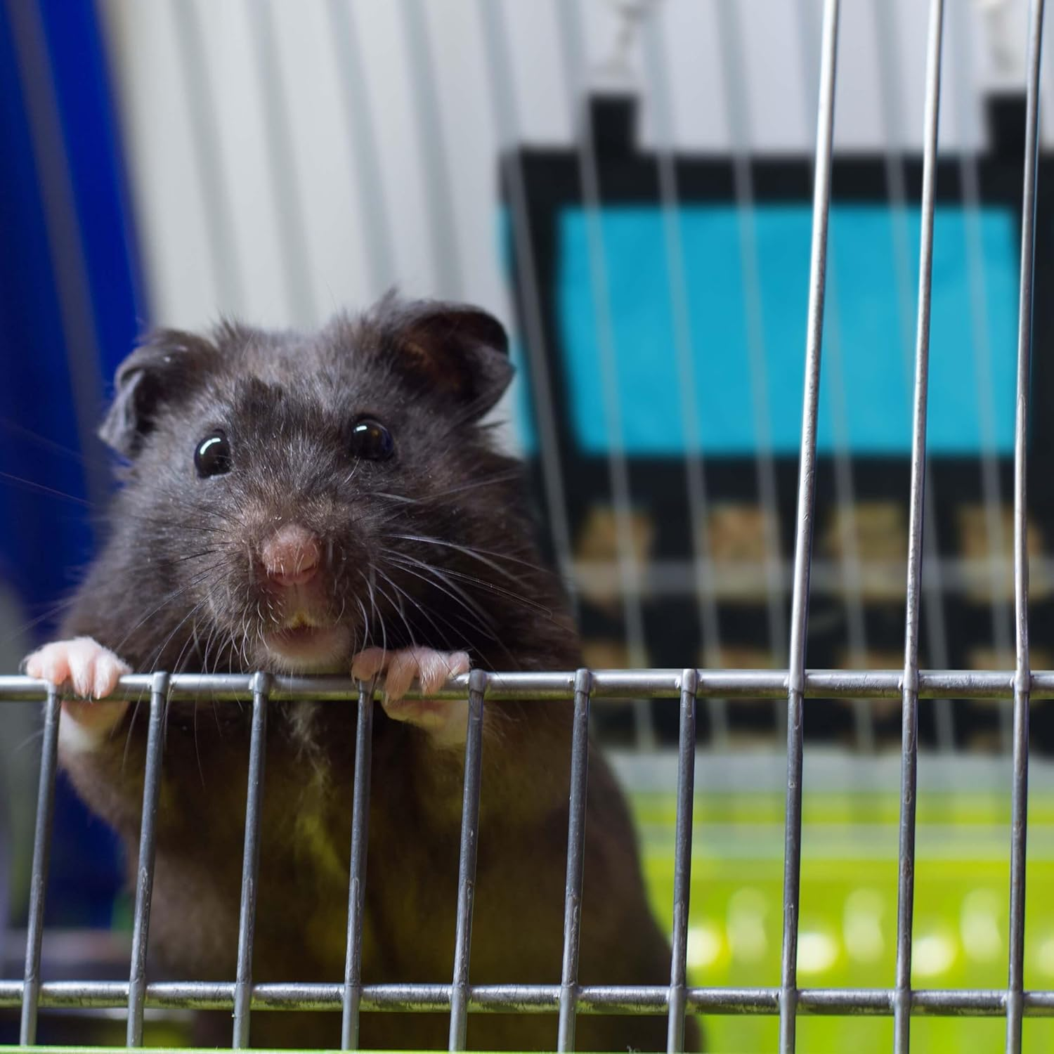 Relaxdays Fabric Hay Bag for Small Animals, H30 X W30 Cm, for Rabbits, Guinea Pigs, Hamsters, Blue/Black