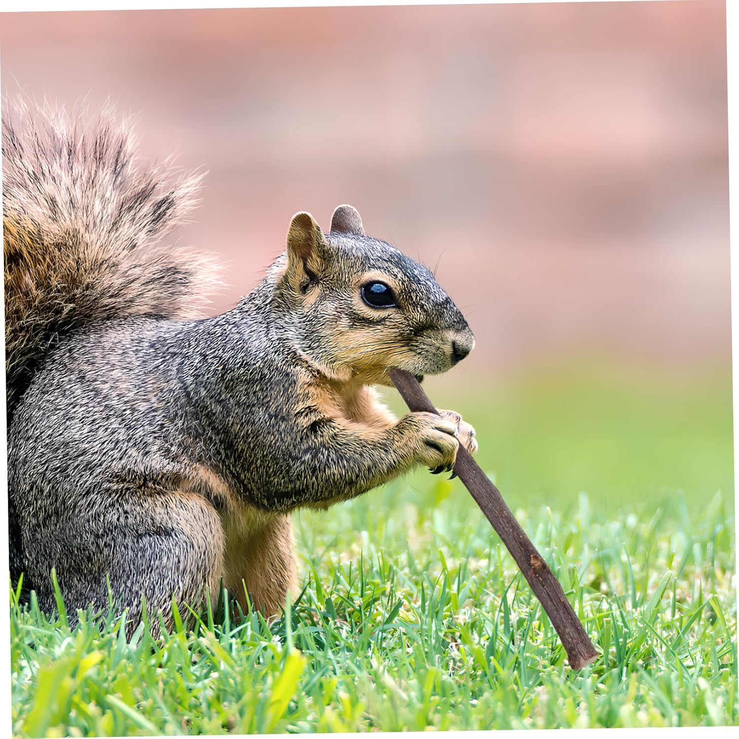 Toddmomy 55Pcs Bunny Chew Sticks Variety Pack 15 Natural Bamboo 20 Papaya Stem 20 Sticks Small PET Chew Toys for Rabbits Hamsters Chinchillas Guinea Pigs Wood Chewing for Tooth Grinding image number 3