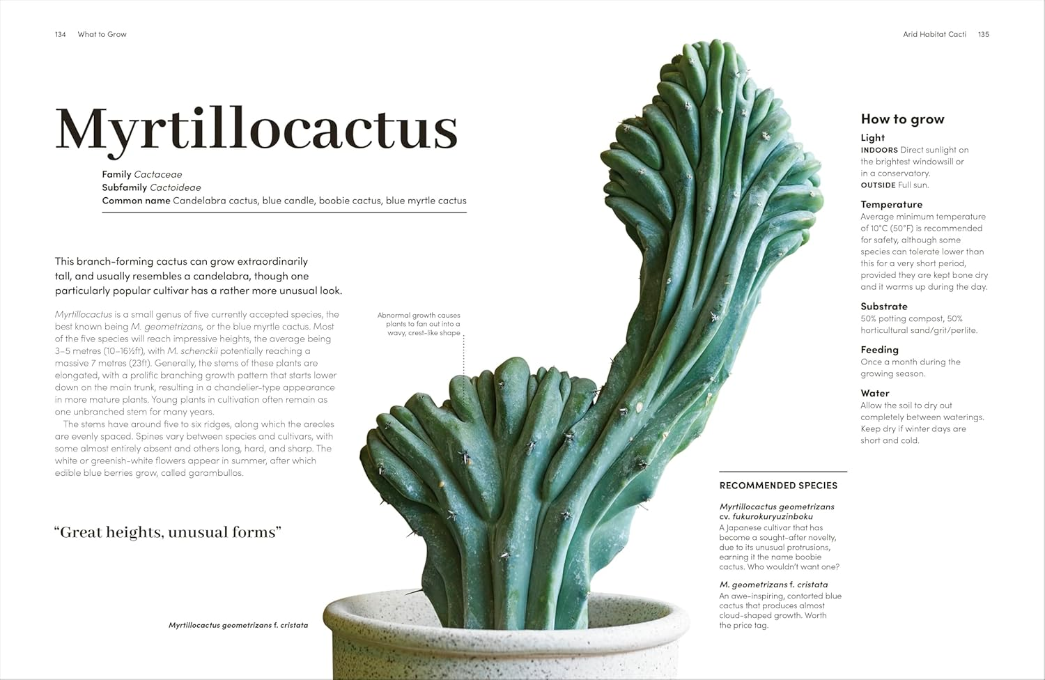 Cacti and Succulents: the Plant Rescuer'S On-Point Advice to Keep Your Plants Looking Sharp image number 6