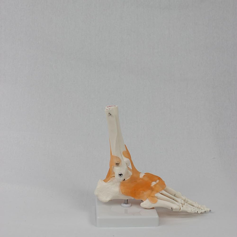 Aribrnten Foot Joint Model with Ligaments Human Anatomy Model, Life Size, as Shown PVC 1 Piece image number 5