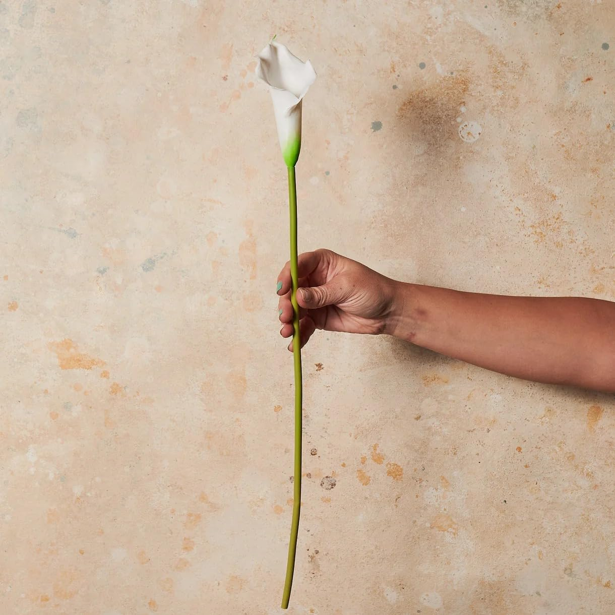 Mini Calla Lily Real Touch Faux Stems 1 Pack &ndash; Realistic Silk Flowers for Home Decor, Floral Arrangements, Bouquets & DIY Crafts &ndash; 50Cm Tall Artificial Plants image number 5