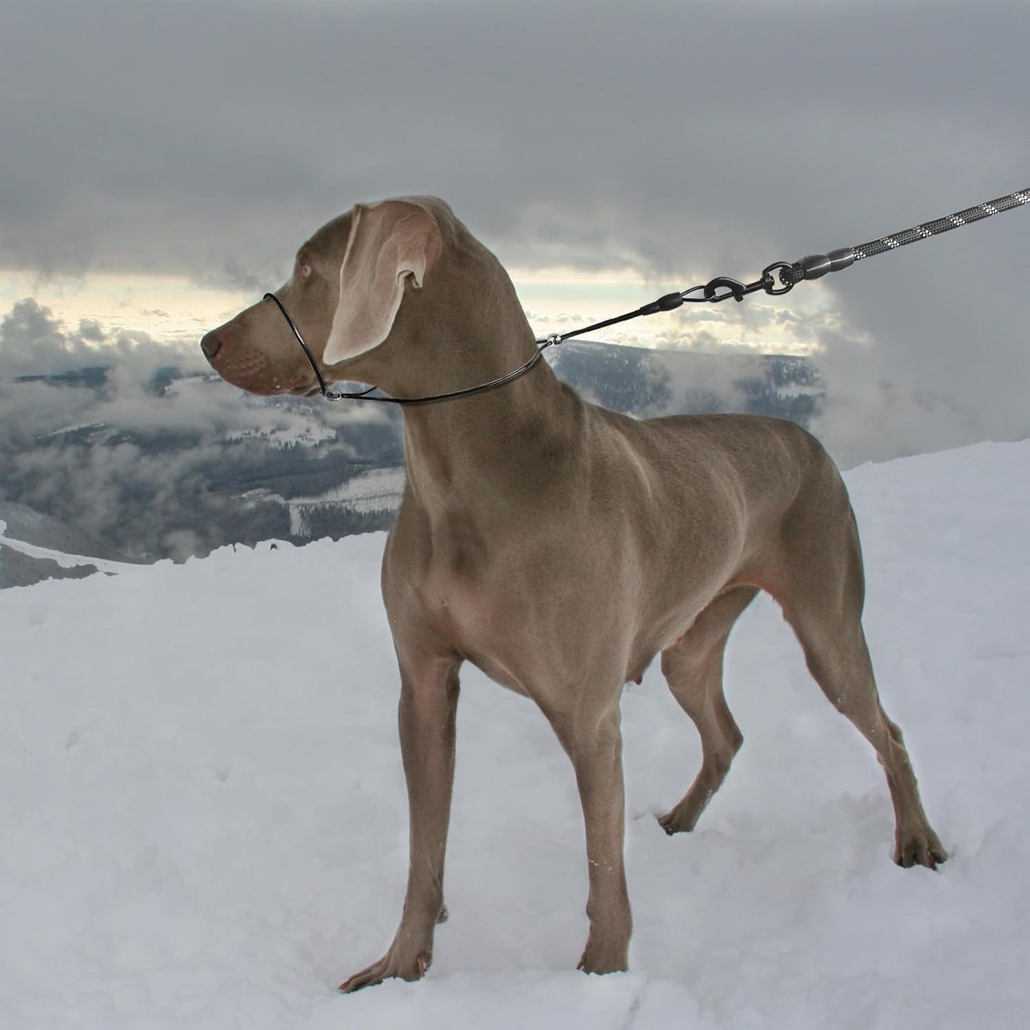 LOS ANDES Dog Halter Head Harness, Stops Heavy Pulling on the Halter Collar, Padded Halter for Small, Medium and Large Dogs (Black) image number 5