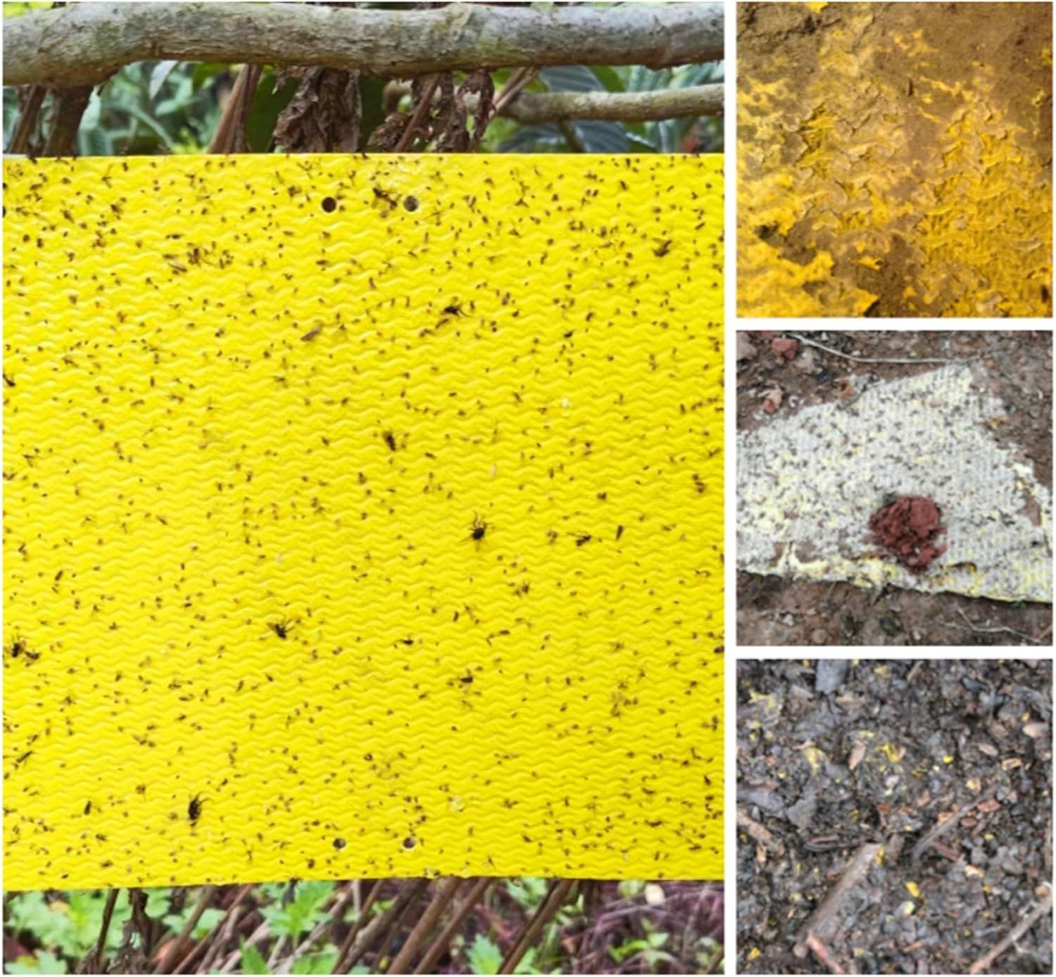 20-Pcs (25 * 20Cm) Fruit Insect Fly Traps, Increase Fertilizer, Insect Sticky Trap for In/Outdoor, Greenhouse Vegetables, Lawn, Garden, Farm, Home, Horticulture & Agriculture, Orchard Fields (Green) image number 4