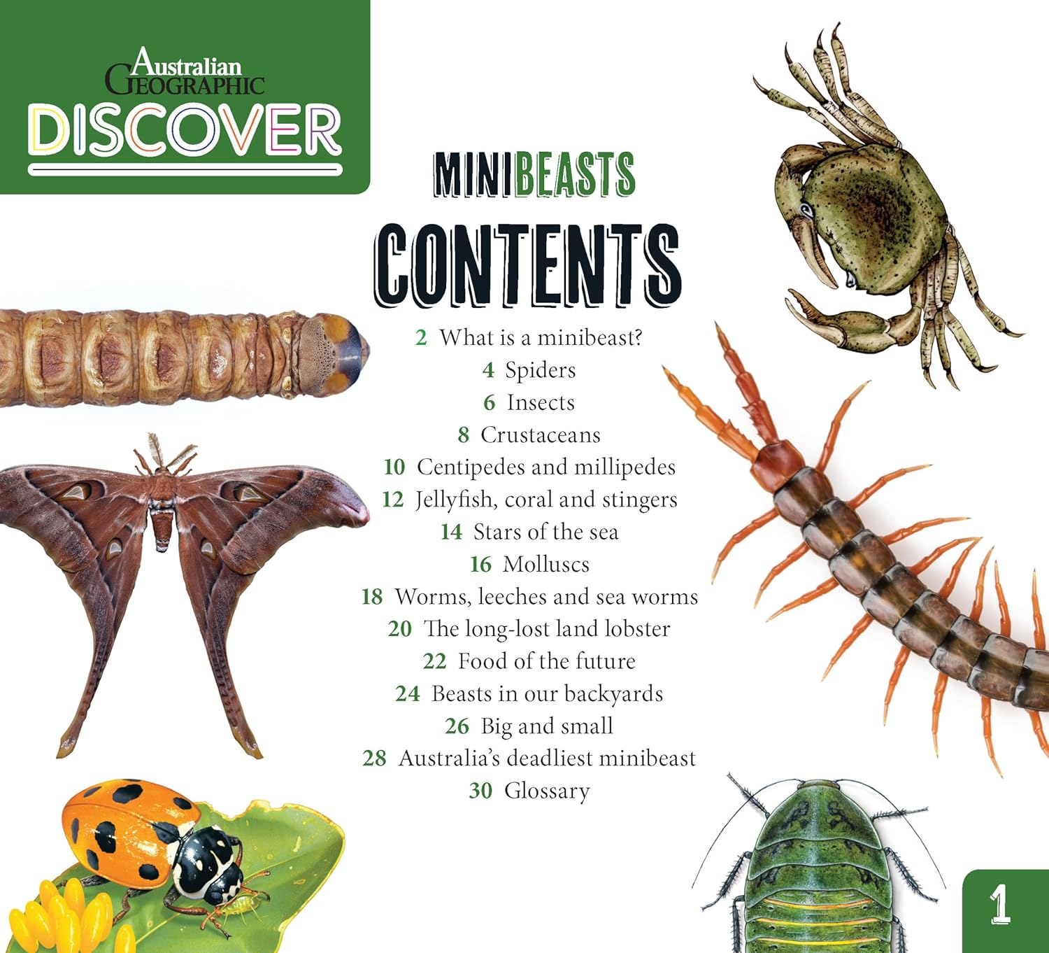 AG Discover: Minibeasts image number 1