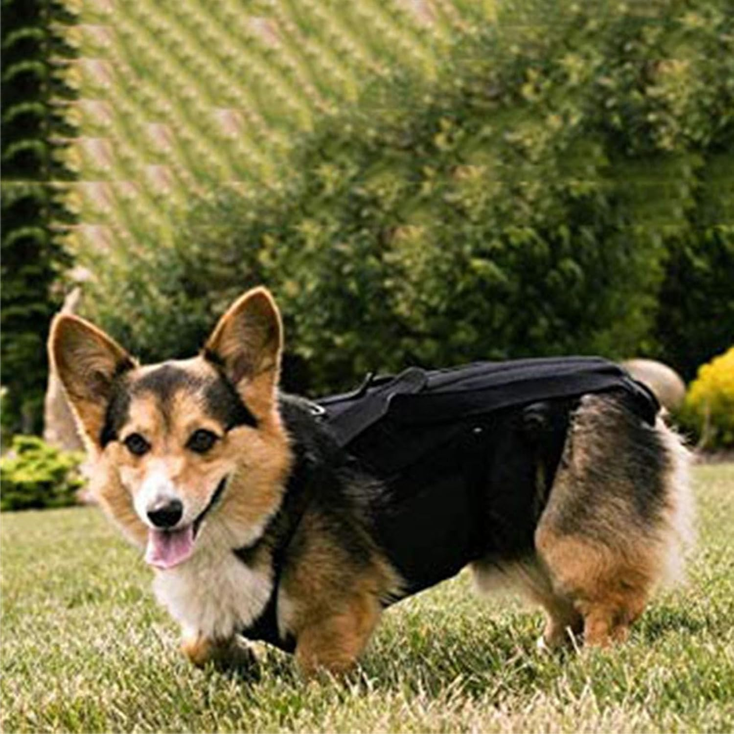 Dog Back Brace, Pet Back Support Vest Back Bracer for Dachshunds, Corgis Et Al Other Dogs IVDD Arthritis, Herniated Disc, Spinal Recovery (S Size)