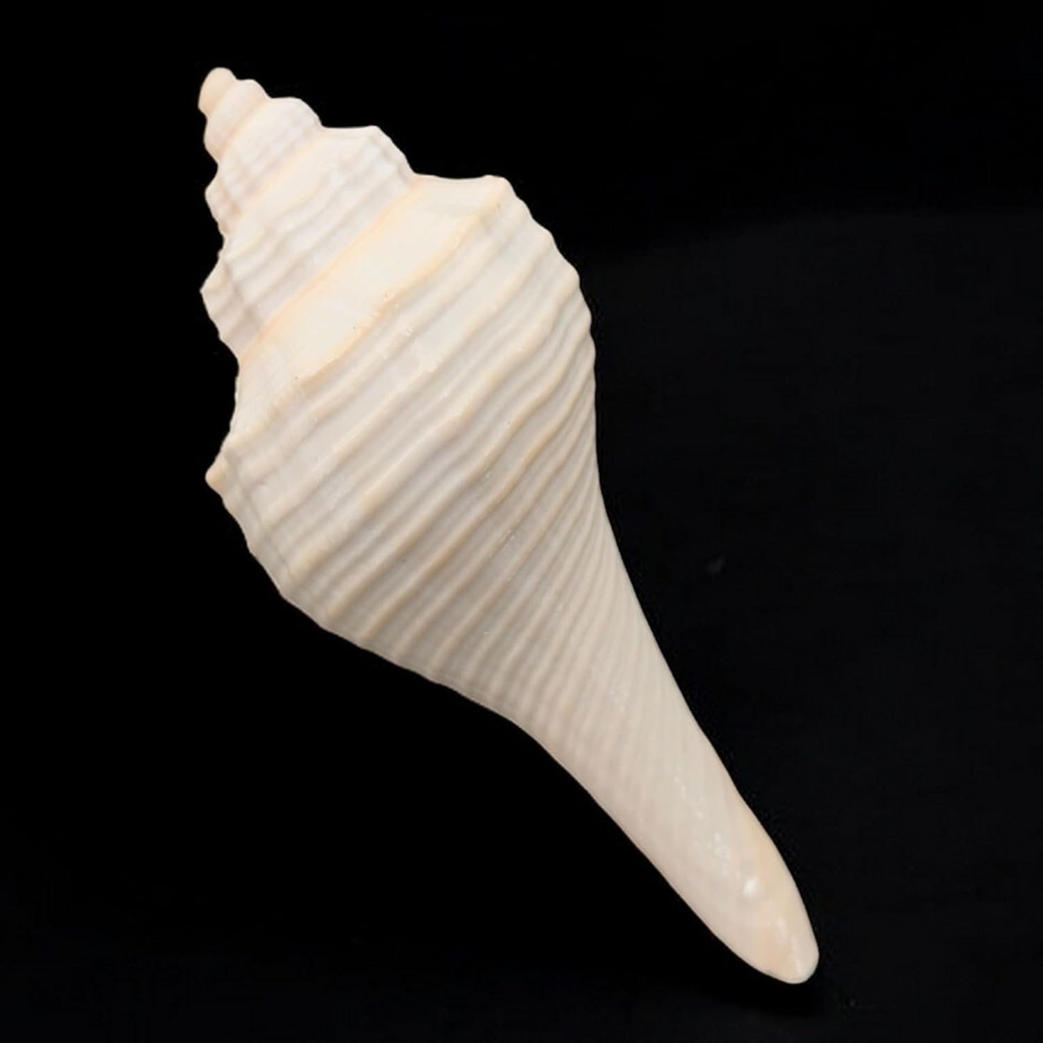 Decorative Shankh 2 Inch (Set of 2) &ndash; Auspicious Conch Shells for Pooja, Vastu, and Home Decor | Hindu Ritual Shankh for Mandir, Spiritual Gift, Temple Decoration, and Positive Energy image number 3