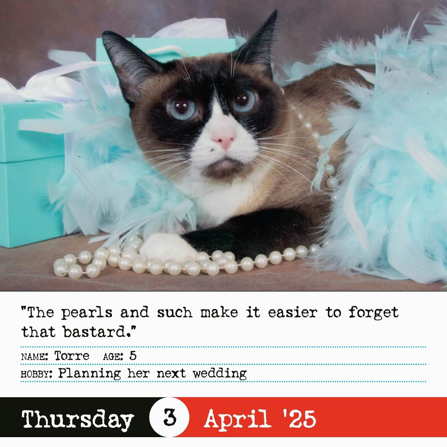 Bad Cat Page-A-Day(R) Calendar 2025: 365 Not-So-Pretty Kitties