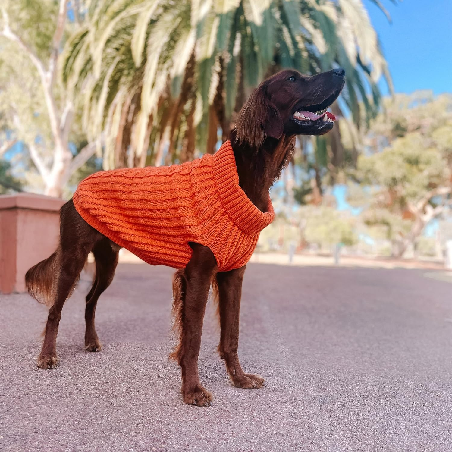 Huskimo Cali Knit Dog Jumper, Tangerine, 27Cm image number 4