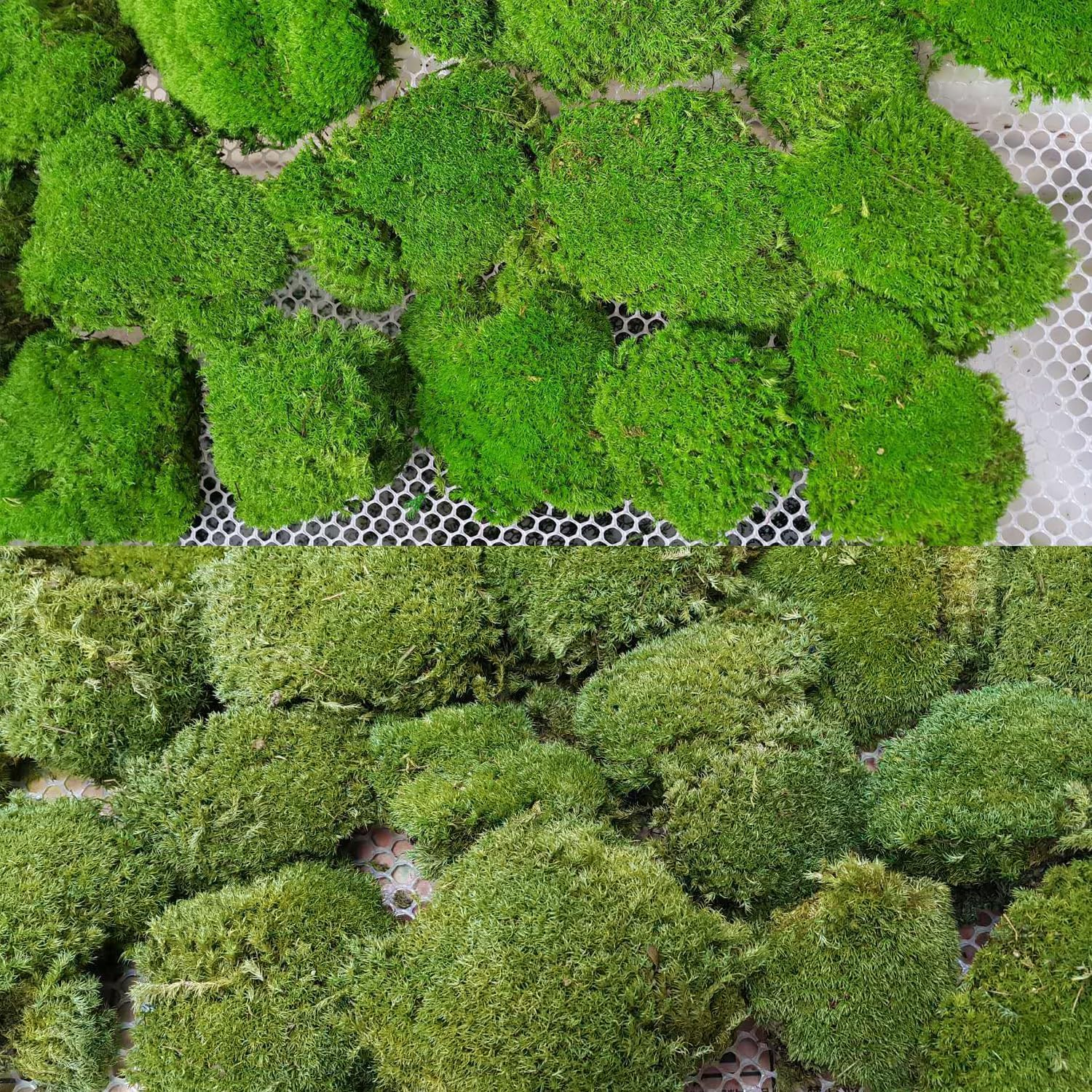 Prefleur 2 Color Mix Pack Preserved Pole Moss Pillow Bun Cushion Natural DIY Kit Art Wall Decor Florist Easter Table Wedding (1.5 Sq.Ft, Green-A, Green-B) image number 4