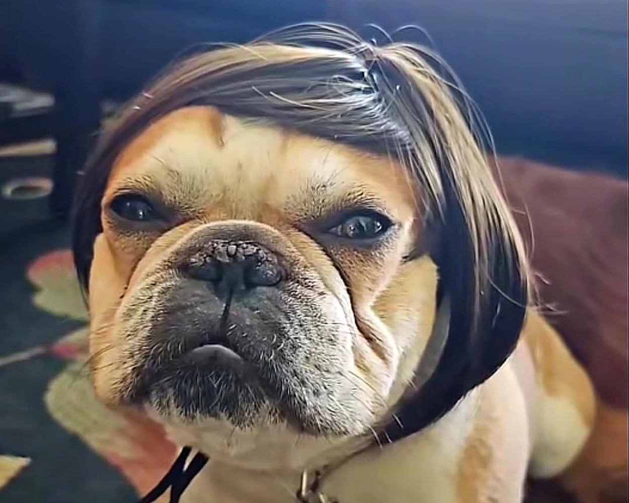 DS. DISTINCTIVE STYLE Dog Wig for Small and Medium Breeds Trimmable Pet Costume Accessories Cat Cosplay Prop for Halloween, Christmas, and Dress Parties image number 1