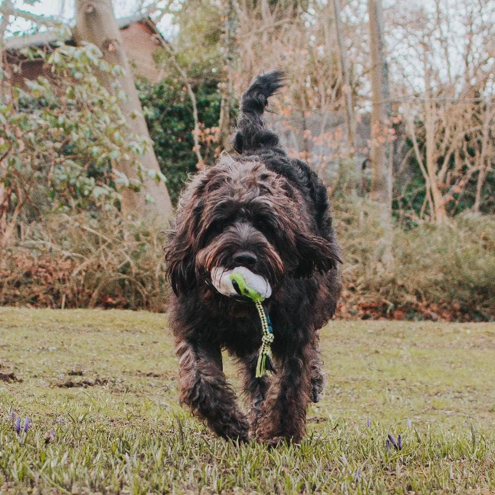 Max & Molly Snuggles Collection Soft & Fuzzy Plush Dog Toys for Small and Medium-Sized Dogs and Puppies, Non-Aggressive Chewers, Fun for Play or Snuggle Time, Woody the Sheep