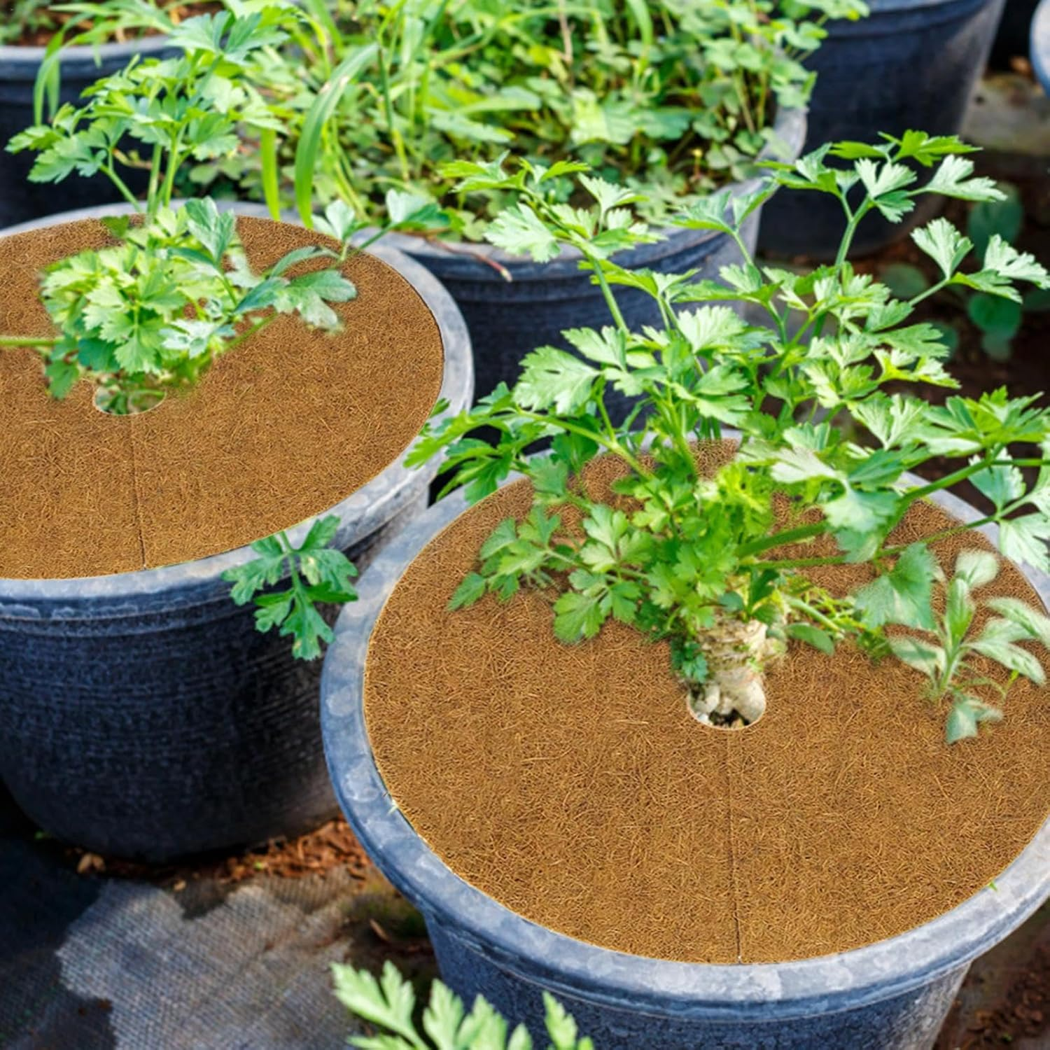 Palm Fiber Disc Mat, Coconut Mat, 10 Pieces, Coconut Liner, Plant Pot, Fiber Liner, Coconut Liner Ring, Reduces Moisture Evaporation, Prevents Drying, Suppresses Weed Growth, Reduces Temperature, - 30Cm image number 5