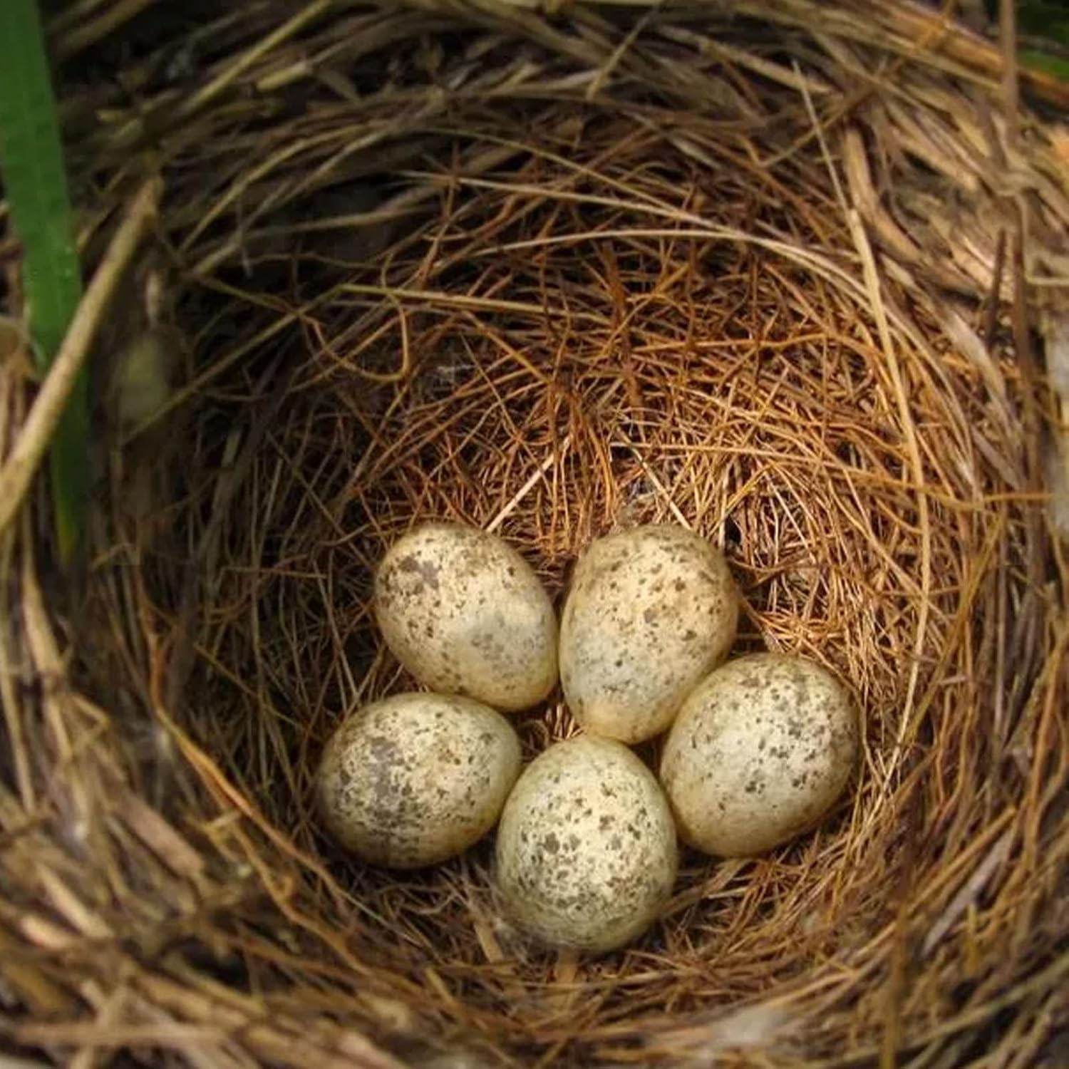 Natural Coconuts Fiber for Bird Nest, 500G Bird Nesting Material image number 4