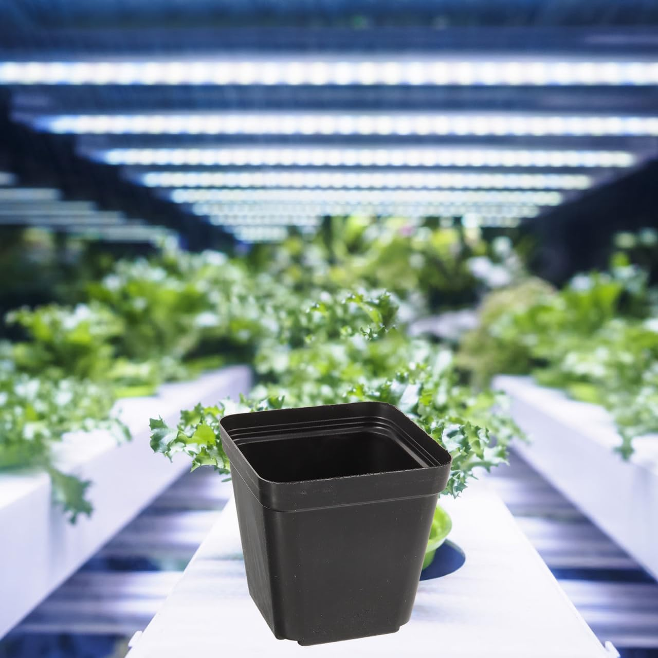 Balacoo 120 Pcs Square Seedling Nursery Pots, Plastic Flower Pots with Drainage Hole, 2.75 Inch Lightweight Garden Seedling Nursery Planters for Succulent, Flower, Herb, Hydroponic Plants (Black) image number 4