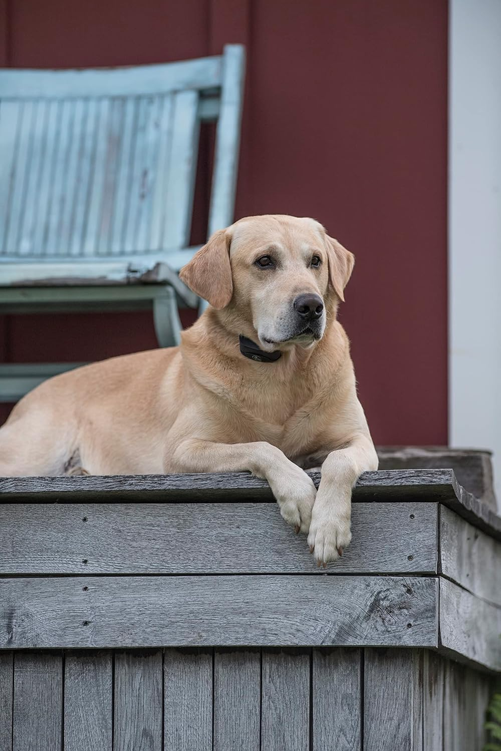 Petsafe Sportdog Nobark SBC-8 Dog Collar, Black image number 2