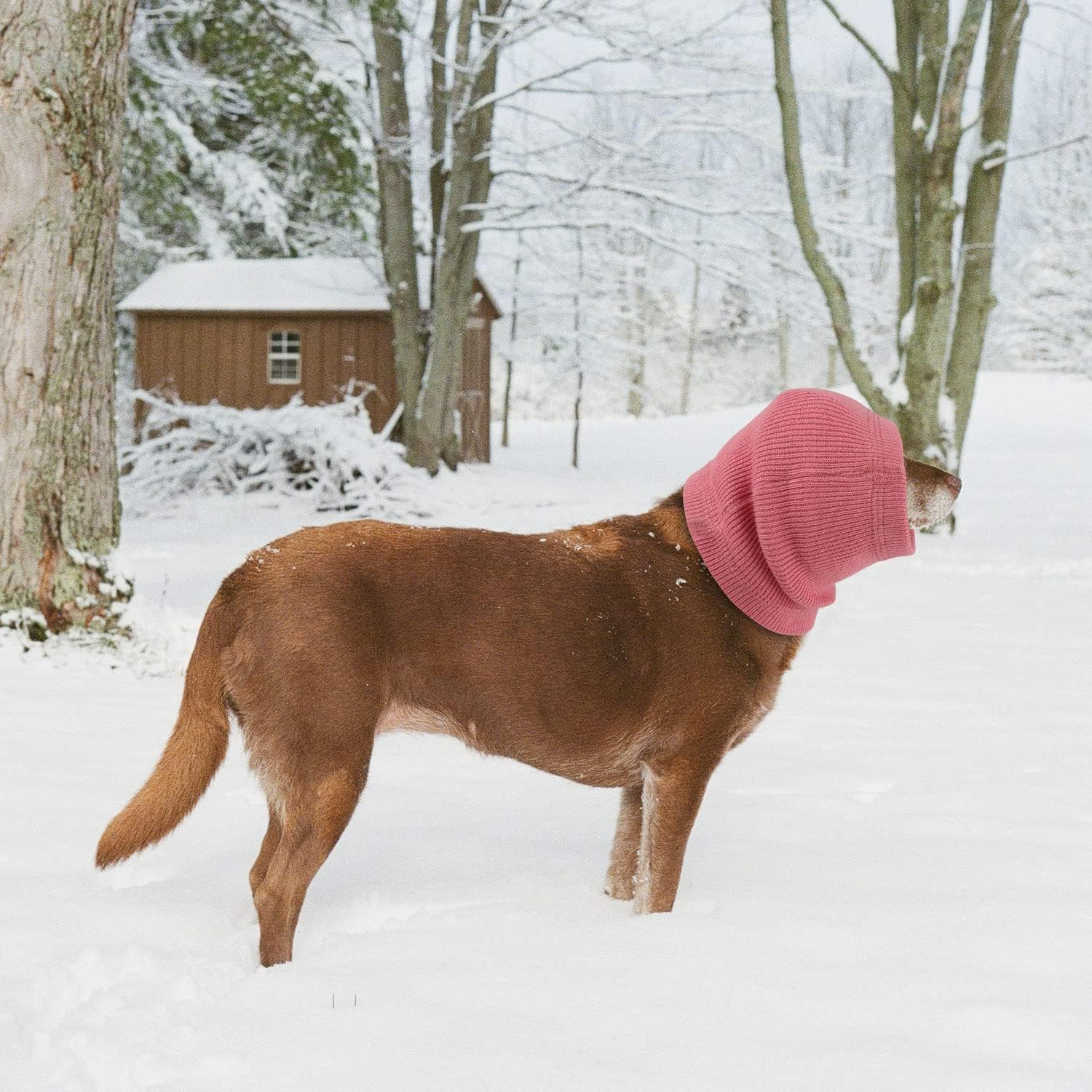 AIEX Dog Ear Cover - Cotton Snoods, No Flap Wraps, Sound Proof Muffs, Neck and Ear Warmer, Protection for Noise Reduction and Relaxation image number 5