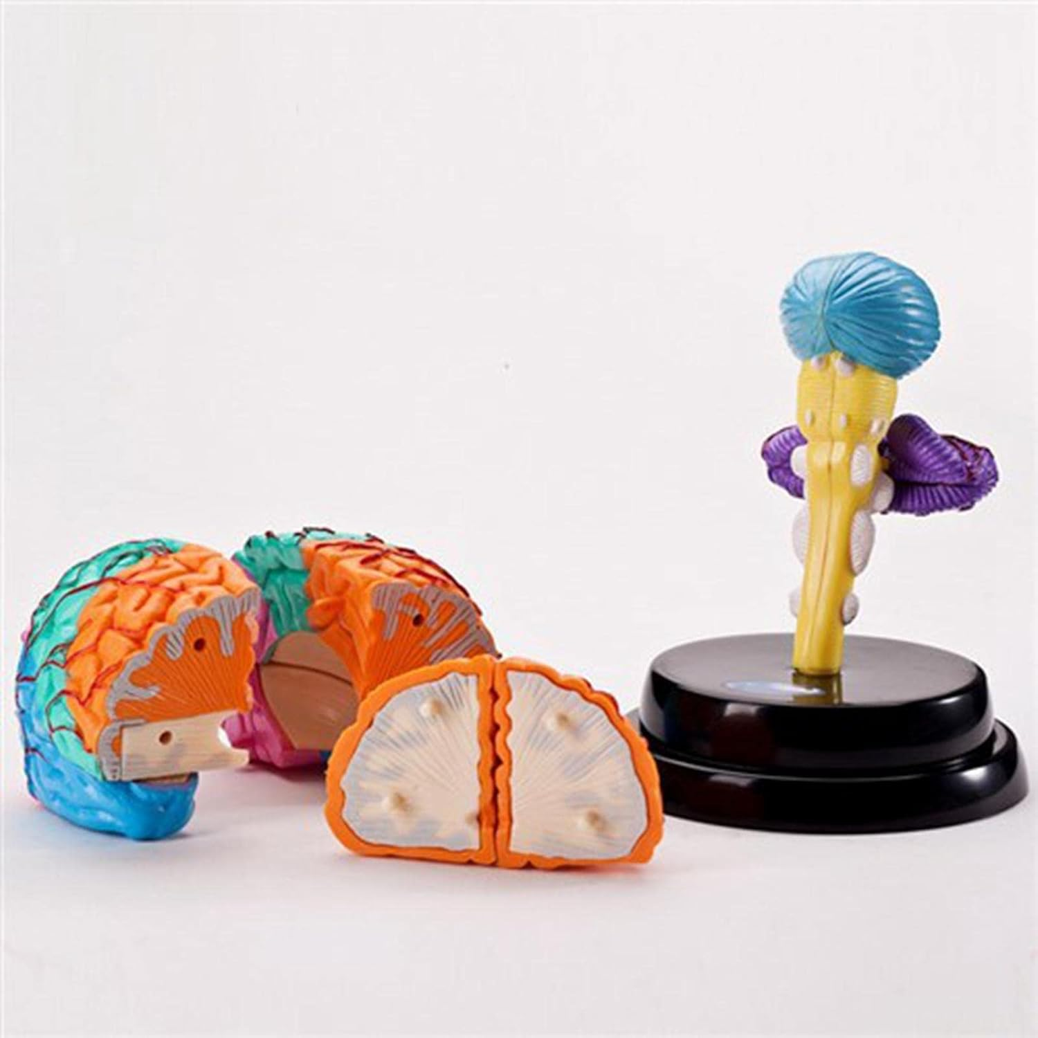 Kokiya Human Brain Disassembled Brain Model, Anatomically Correct, Multifunctional Teaching Tool, Includes Model, Rack, Manual, Booklet, Study Card, Suitable for Child, Teen, Adult